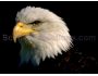 Bald Eagle Scenic Reflections Screen Saver 2.0