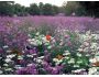 Butterflies Screen Saver 1.1
