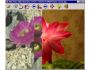 Able Photo Slide Show 2.3.6.16