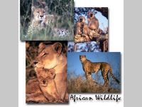 African Wildlife Screen Saver