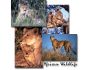 African Wildlife Screen Saver 1.0