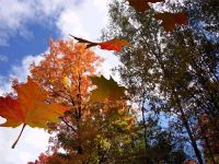 Autumnleaves3D Screensaver