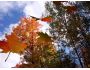 Autumnleaves3D Screensaver Captura de pantalla