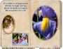Iris Virtual Photo Album 1.2.1