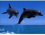 Dolphins Screensaver 3.0