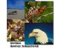 Amazing Animals 1 1.0