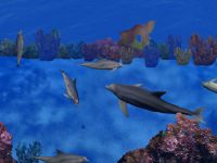 3D Dolphin Reef