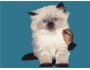 Cute Kitty by Drawing Hand 1