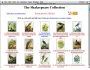The Shakespeare Collection 1.0