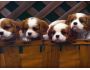 Dogs & Puppies Screensaver V1