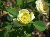 Only Roses Show