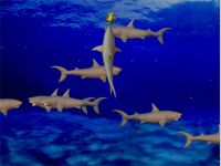 3D Great White Sharks