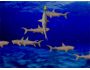 3D Great White Sharks 1.0