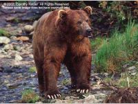 Alaska's Majestic Wildlife