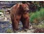 Alaska's Majestic Wildlife 1.3