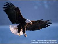 American Bald Eagles