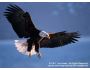 American Bald Eagles 1.3