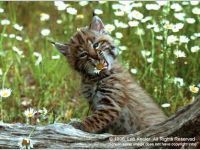 Babies of the Wilderness