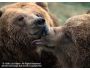 Fascinating Bears 1.3