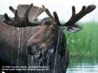 Magnificent Moose