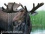 Magnificent Moose 1.3