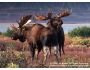 North American Wildlife 1.3