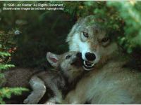 The Great Gray Wolf