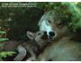 The Great Gray Wolf 1.3