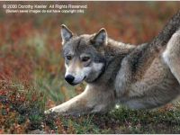 The Wolves of Denali