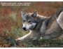 The Wolves of Denali 1.3