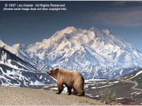 Wonders of Denali National Park