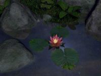 AD Water Lily - Animated 3D Wallpaper