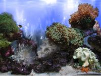 AR Amazing 3D Aquarium Ad-on  -  Coral Landscape-1
