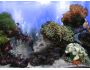 AR Amazing 3D Aquarium Ad-on - Coral Landscape-1 1.0