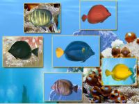 FP :: Amazing 3D Aquarium ADD-on  :: Zebrasoma Fish Pack