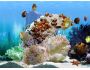FP :: Amazing 3D Aquarium ADD-on :: Chaetodont I - Fish Pack 1.0