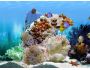 FP :: Amazing 3D Aquarium ADD-on :: Chaetodont II - Fish Pack 1.0