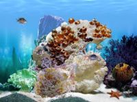 FP :: Amazing 3D Aquarium ADD-on  :: Abudefduf Fish Pack