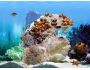 FP :: Amazing 3D Aquarium ADD-on :: Abudefduf Fish Pack 1.0