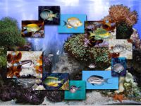FP :: Amazing 3D Aquarium ADD-on  :: Genicanthus Fish Pack