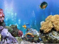 FP :: Amazing 3D Aquarium ADD-on  :: Chrysiptera - Fish Pack