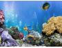 FP :: Amazing 3D Aquarium ADD-on :: Chrysiptera - Fish Pack 1.0