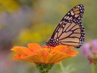 Butterflies: Living Color Screensaver