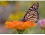 Butterflies: Living Color Screensaver screenshot