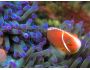 Tropical Sea Life Screensaver 1.0
