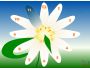 7art Merry Flower Clock ScreenSaver 1.1