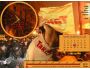 Orange Revolution Alarm 4.9.8
