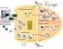 TN BRIDGE Integration Pack for Delphi 3.0