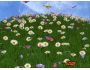 3D Camomile Field Screensaver 1.0