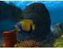 OceanDive 1.3